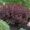 Purpleleaf Sandcherry #5 - Image 2